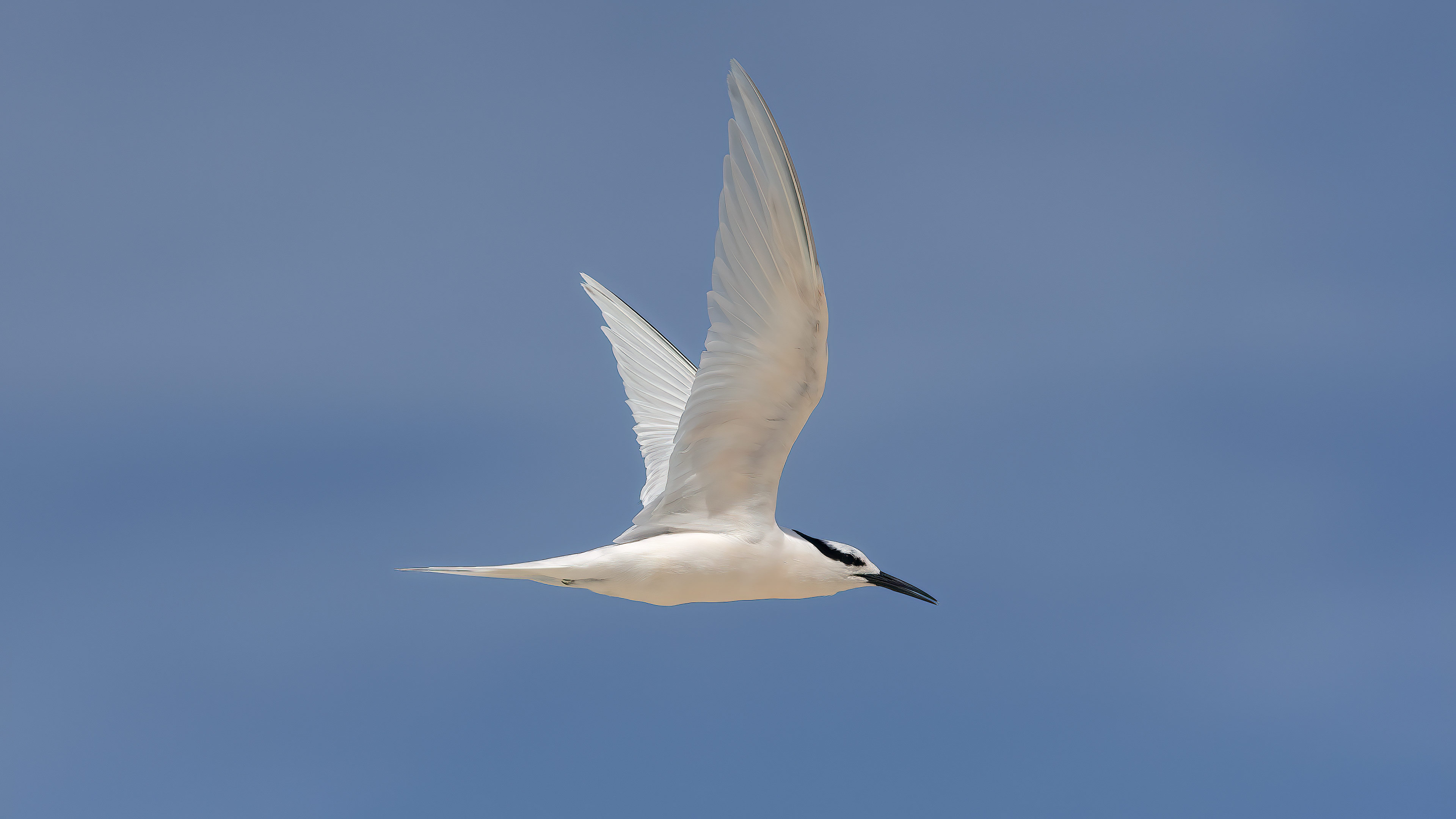 Black-naped Tern — Ana fotoğraf
